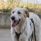 igor-gacesa-web-iskustva-rio